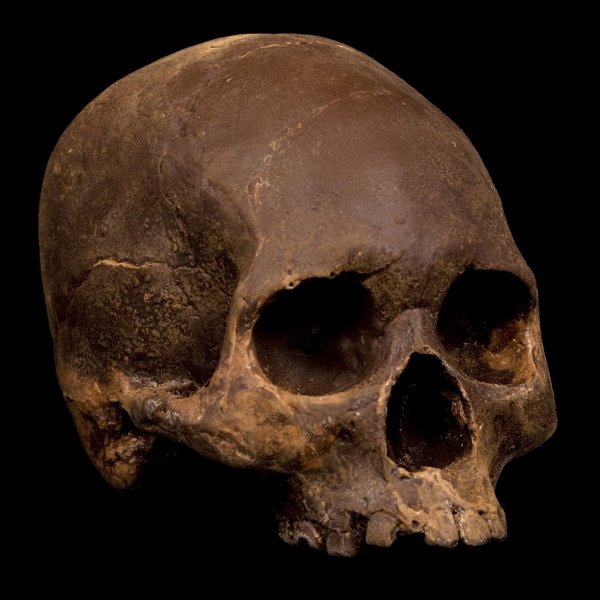 life-size-chocolate-skulls-2