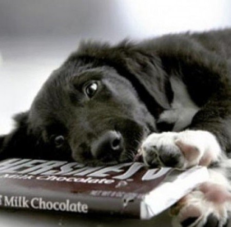 Dog-Eating-Chocolate1-450x443 11