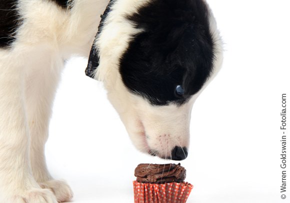 Hund-Schokolade©-Warren-Goldswain-Fotolia.com-580-Pixel 8