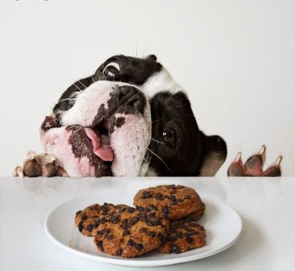 dog-and-cookies 12