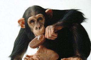 t9gJboQ_Affe-Schokolade-Tier-halten-lecker-42776 3