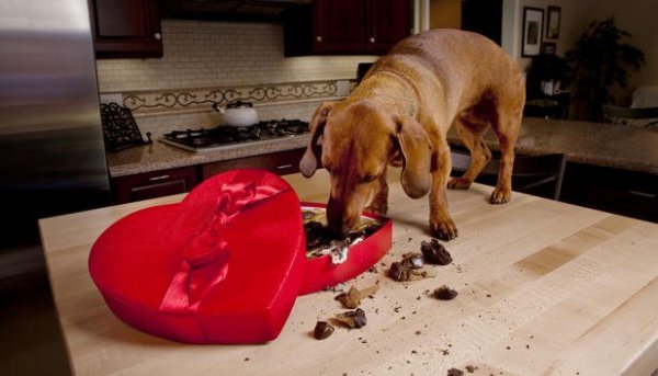weihnachten-schokolade-gift-hund 6